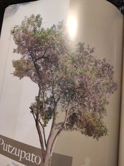 Aegiphila ferruginea