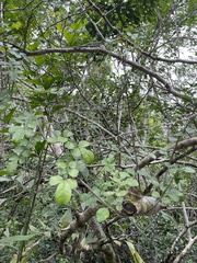 Zanthoxylum fagara