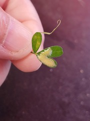 Uresiphita reversalis