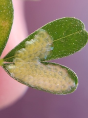 Uresiphita reversalis