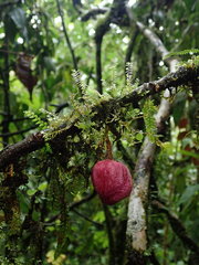 Eschweilera rimbachii