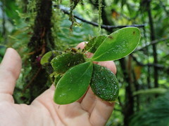 Eschweilera rimbachii