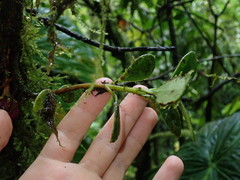 Eschweilera rimbachii