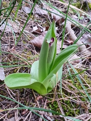 Orchis purpurea