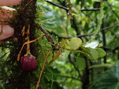 Eschweilera rimbachii