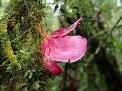 Eschweilera rimbachii