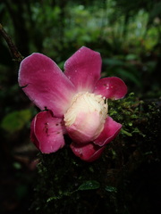 Eschweilera rimbachii