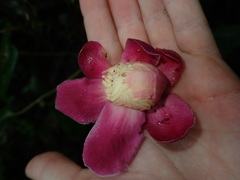 Eschweilera rimbachii