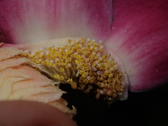 Eschweilera rimbachii