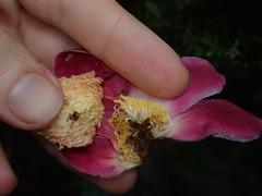 Eschweilera rimbachii