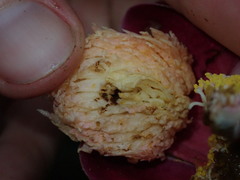 Eschweilera rimbachii