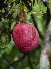 Eschweilera rimbachii