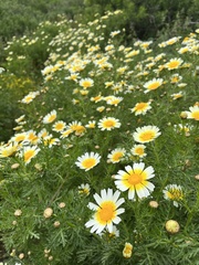 Glebionis coronaria discolor