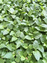 Calyptocarpus vialis