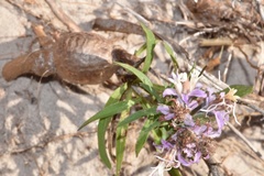 Liatris carrizana