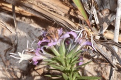 Liatris carrizana
