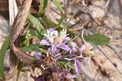 Liatris carrizana