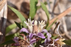 Liatris carrizana