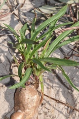 Liatris carrizana