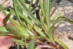 Liatris carrizana