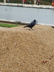 Corvus corone