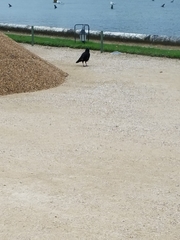 Corvus corone