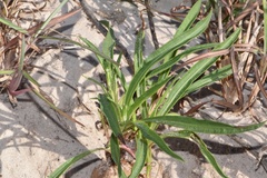 Liatris carrizana