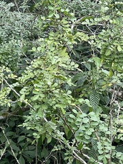 Zanthoxylum fagara