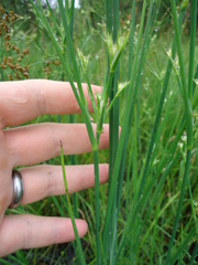Juncus acuminatus