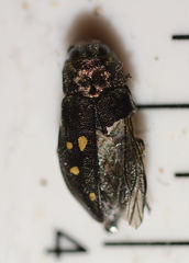 Phaenops drummondi