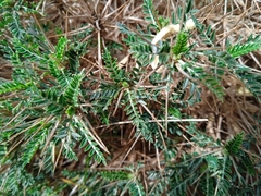 Astragalus balearicus