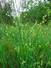Juncus acuminatus