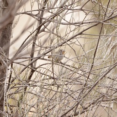 Pyrrholaemus brunneus