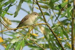 Acrocephalus dumetorum