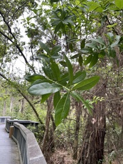 Quercus hemisphaerica