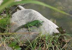 Lacerta agilis