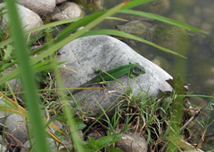 Lacerta agilis