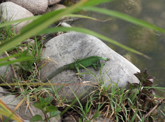 Lacerta agilis