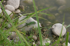 Lacerta agilis