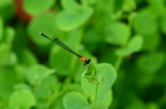 Prodasineura croconota