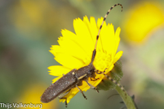 Agapanthia annularis