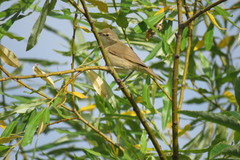 Acrocephalus dumetorum