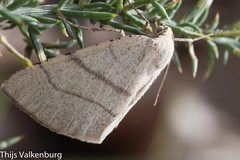 Adactylotis gesticularia