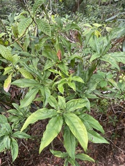 Syngonium podophyllum