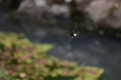 Pseudothemis zonata