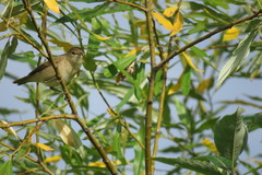 Acrocephalus dumetorum