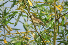 Acrocephalus dumetorum