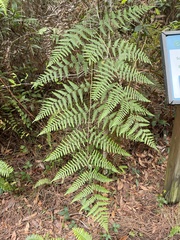 Pteridium caudatum