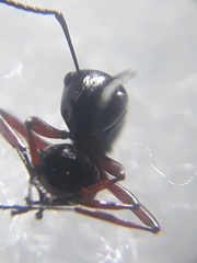 Polyrhachis rastellata