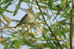 Acrocephalus dumetorum